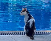 Poolkatze