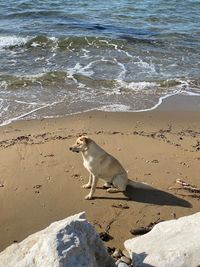 Strandhund